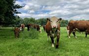Sarah's Hereford Cows
