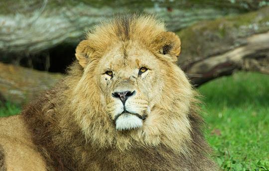 Take The Children On Safari