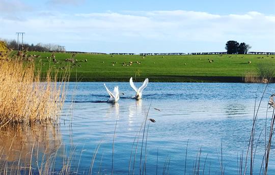 Spring at Trevase Fishing Lake