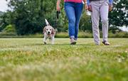 Dogs welcome, with fantastic walks from the door