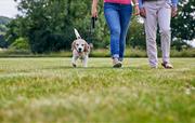 Dogs welcome, with fantastic walks from the door