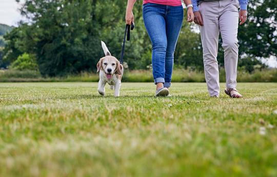 Dogs welcome – amazing walks start at the doorstep