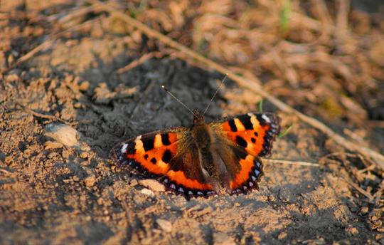 Tortoiseshell butterfly in the garden