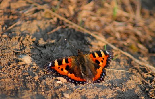 Tortoiseshell butterfly in the garden