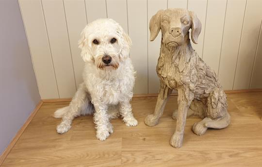 High Oaks Grange is Dog Friendly