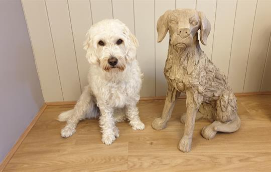 High Oaks Grange is Dog Friendly