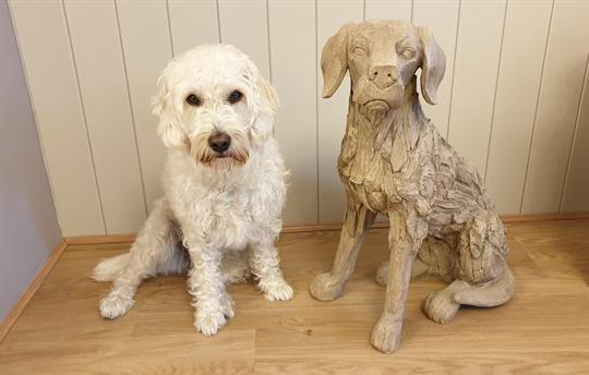 High Oaks Grange is Dog Friendly