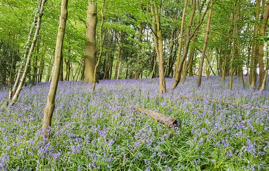 Private woodland on our estate