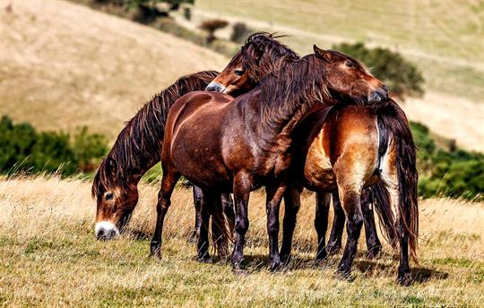 Exmoor Ponies