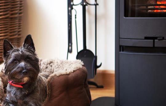 Dogs love our cosy cottages