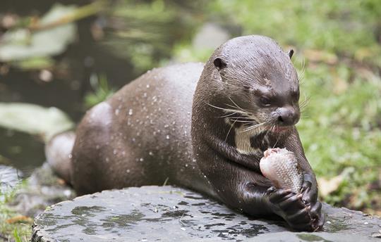 Feeding otter at the New Forest Wildlife Park