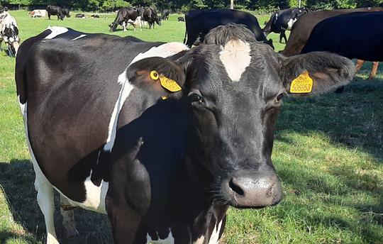 Dairy cow saying 'hello'!