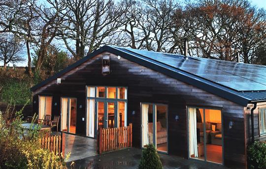 Silver Birch at dusk after the storm
