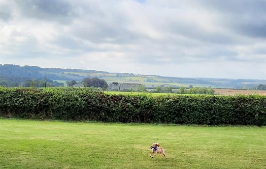 Dogs love playing on our meadow
