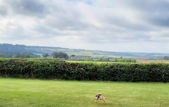 Dogs love playing on our meadow
