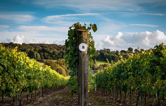 Take a tour of nearby Hambledon Vineyard
