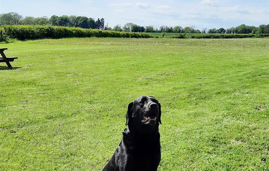 Smiling Harry the black labrador on our meadow