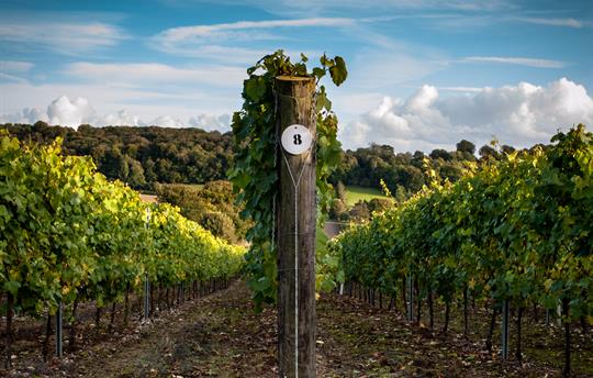 Take a tour of nearby Hambledon Vineyard