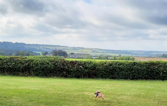 Dogs love playing on our meadow