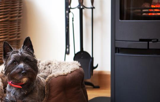 Dogs love our cosy cottages