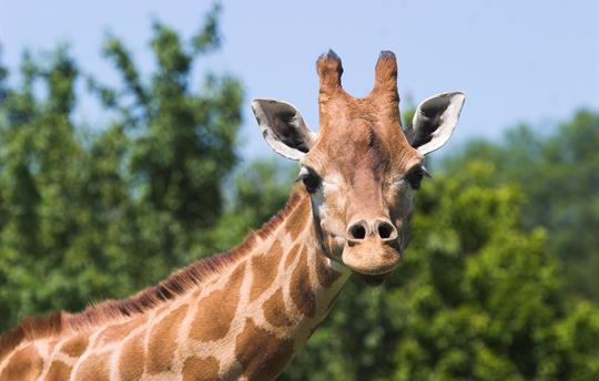 Marwell Zoo (just 20 mins away)