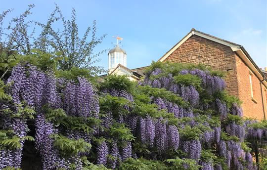 Fabulous gardens with Wisteria 