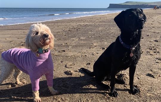 Close to year round dog friendly beaches