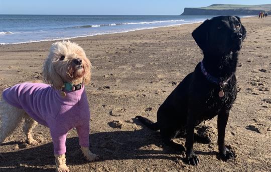 Close to year round dog friendly beaches