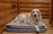 This is a pet friendly lodge - max 3 dogs.