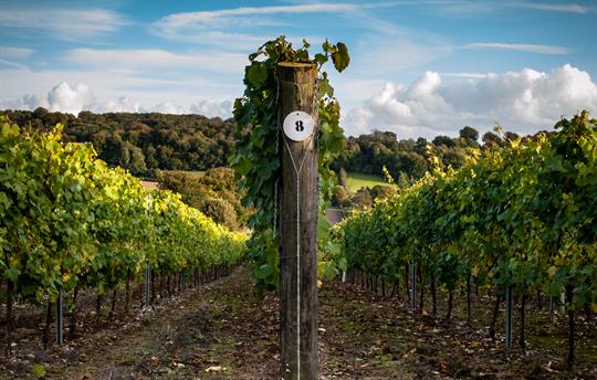 Take a tour of nearby Hambledon Vineyard