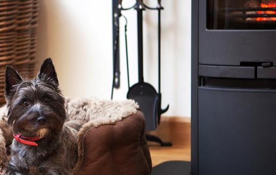 Dogs love our cosy cottages