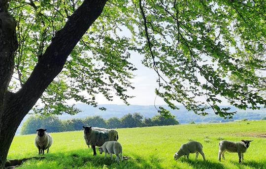 Local sheep on Old Winchester Hill (10 mins away)