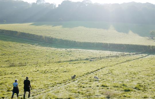 Couple walking the South Downs with dogs