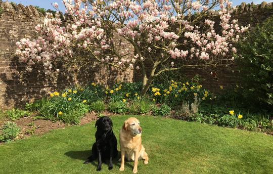 Dog friendly cottages