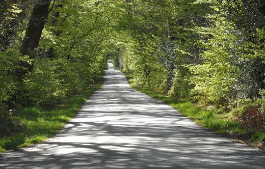 Nearby leafy lane for a walk in Spring 