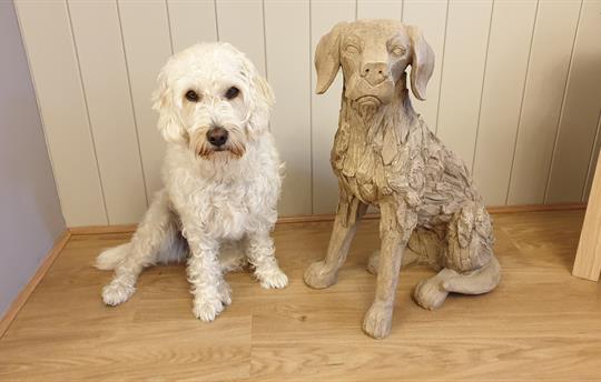 High Oaks Grange is Dog Friendly