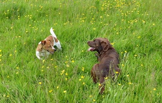Space for dogs to play!