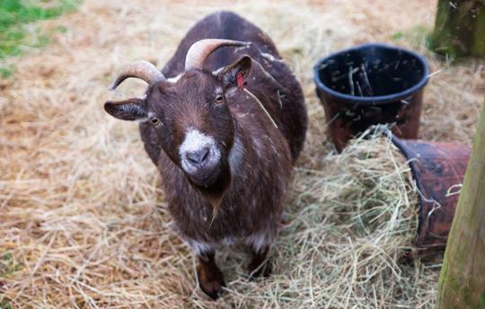 Sheila The Pygmy Goat