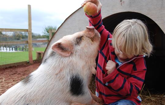 Pig and Child