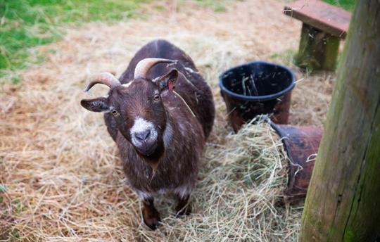 Sheila The Pygmy Goat