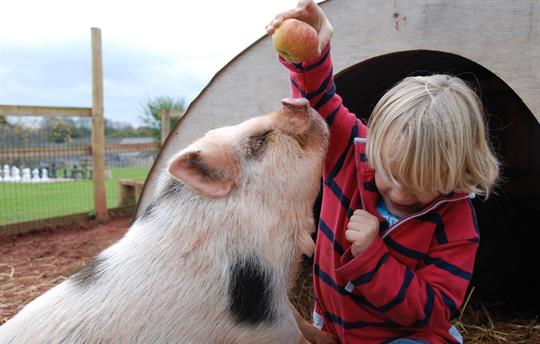 Pig and Child