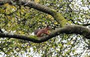 Eskdale's beautiful red squirrels are back