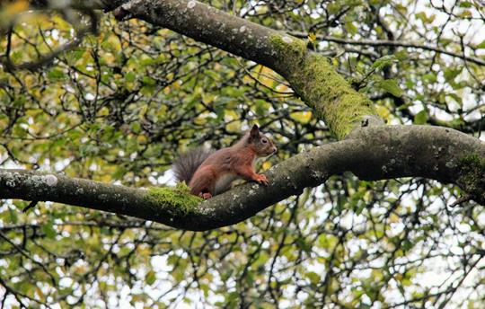 Eskdale's beautiful red squirrels are back