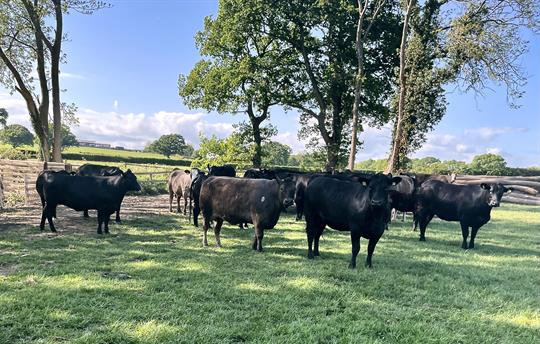 Aberdeen Angus Cows at Beechcroft Farm