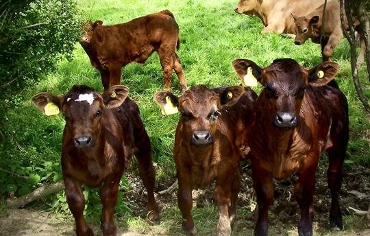 Calves at Beechcroft