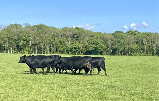 Aberdeen Angus Heifers at Beechcroft Farm