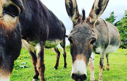 Donkeys that love a cuddle!