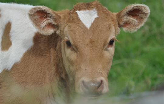One of our rare breed Shetland calves