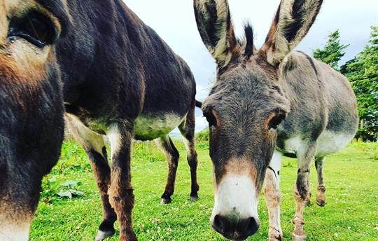 Donkeys that love a cuddle!