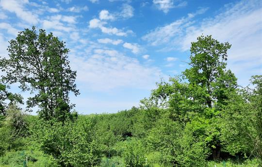The view from Scots Pine balcony